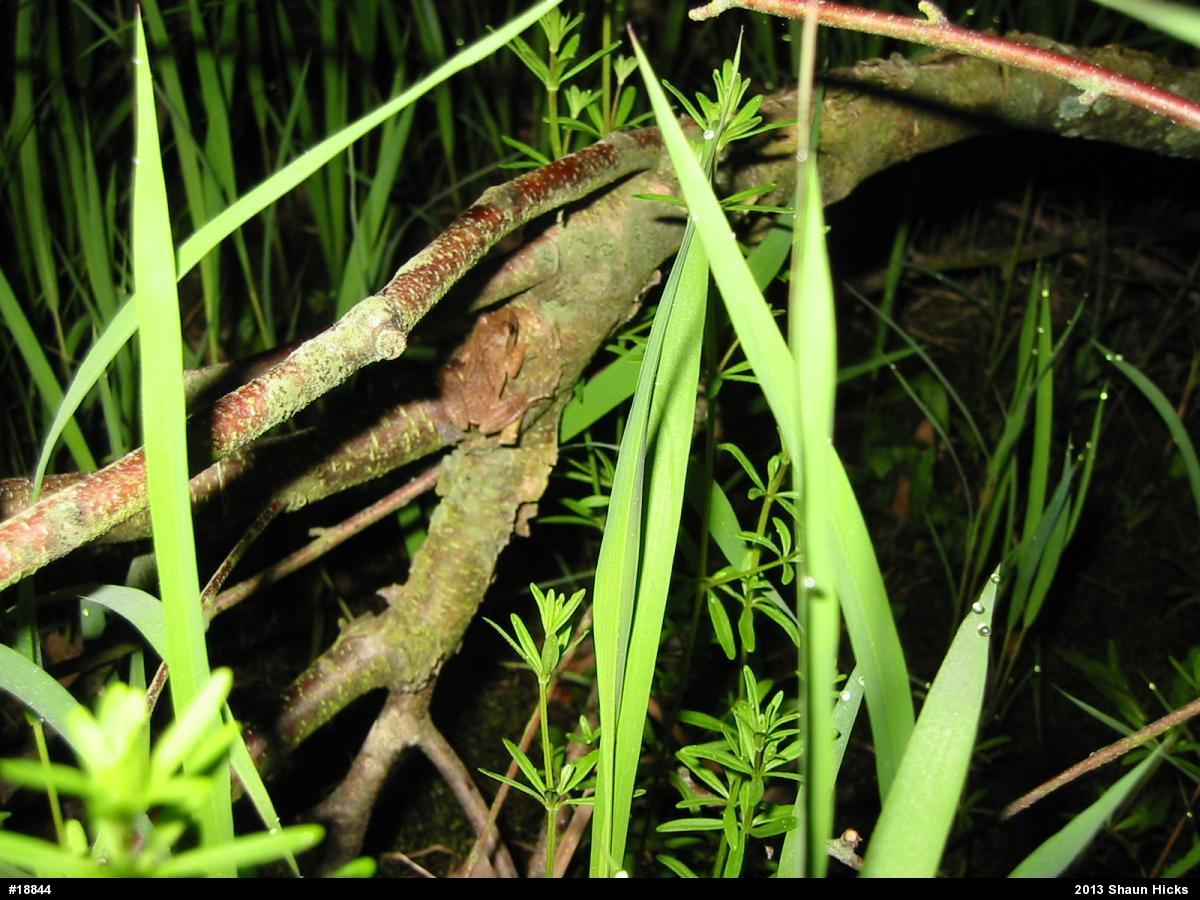Spring Peeper