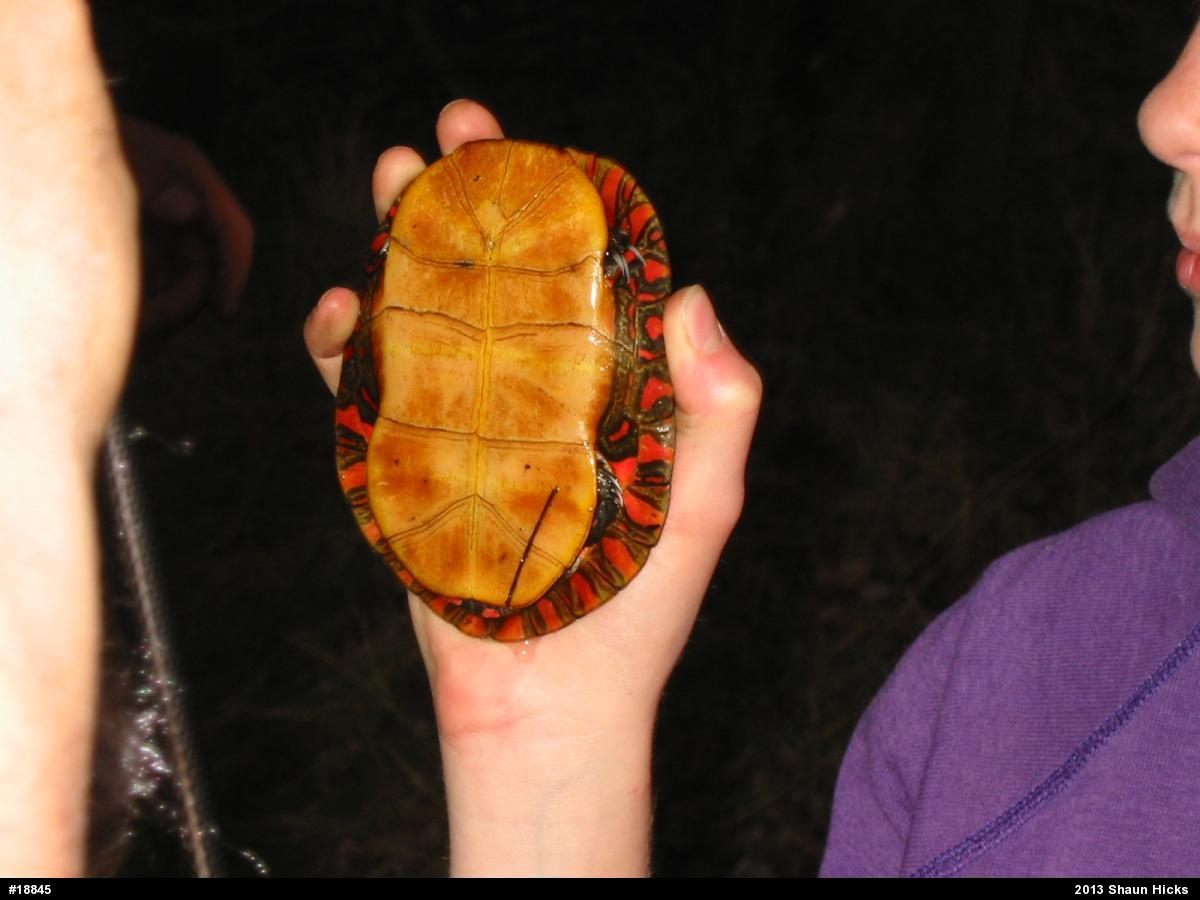 Eastern Painted Turtle