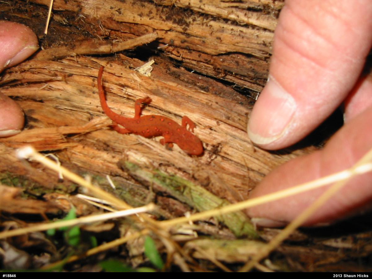 Red-spotted Newt