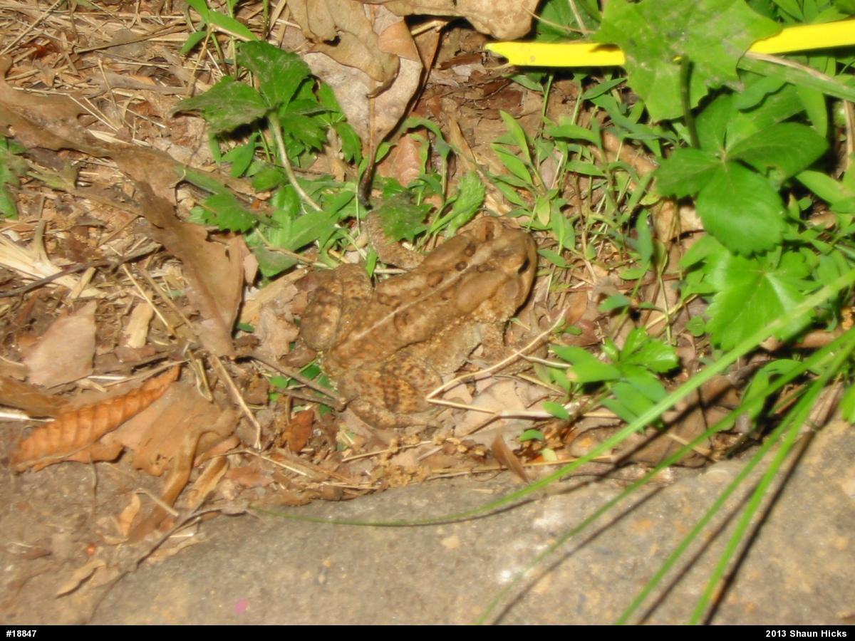 Eastern American Toad