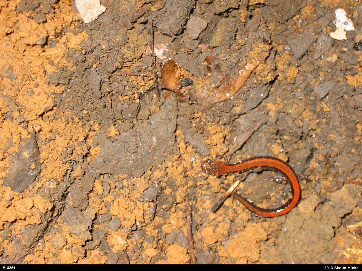 Eastern Red-backed  Salamander