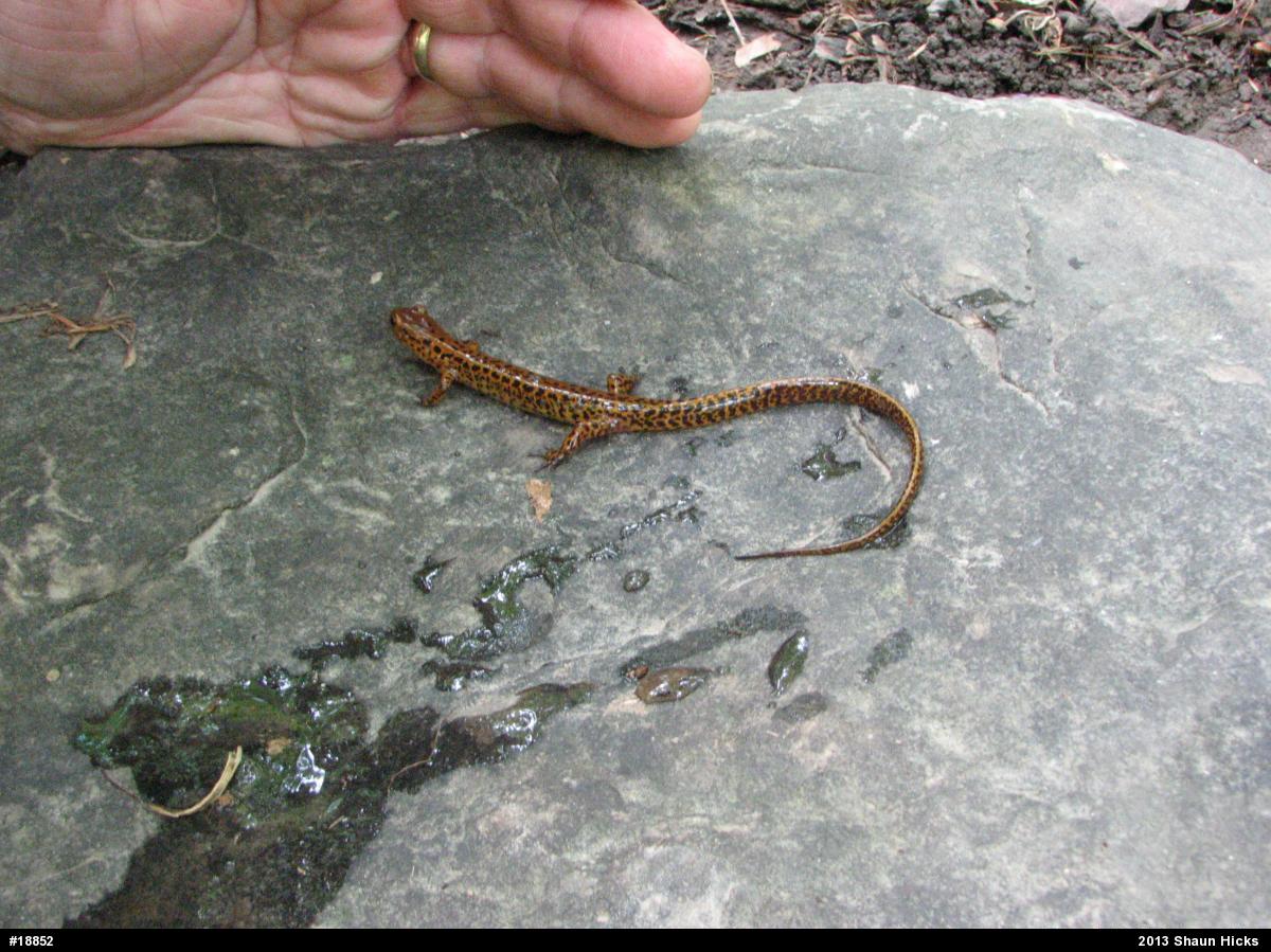 Eastern Long-tailed Salamander