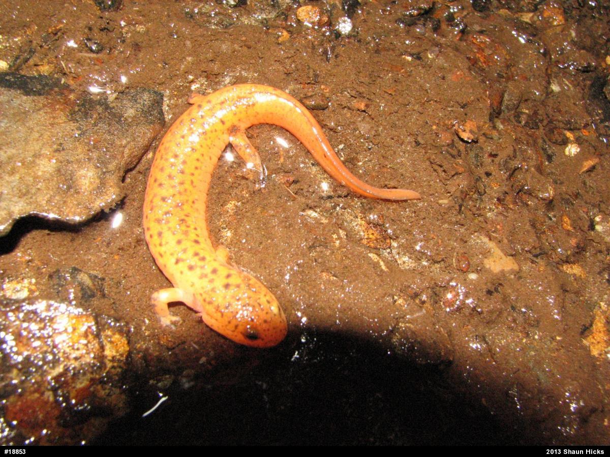 Northern Red Salamander