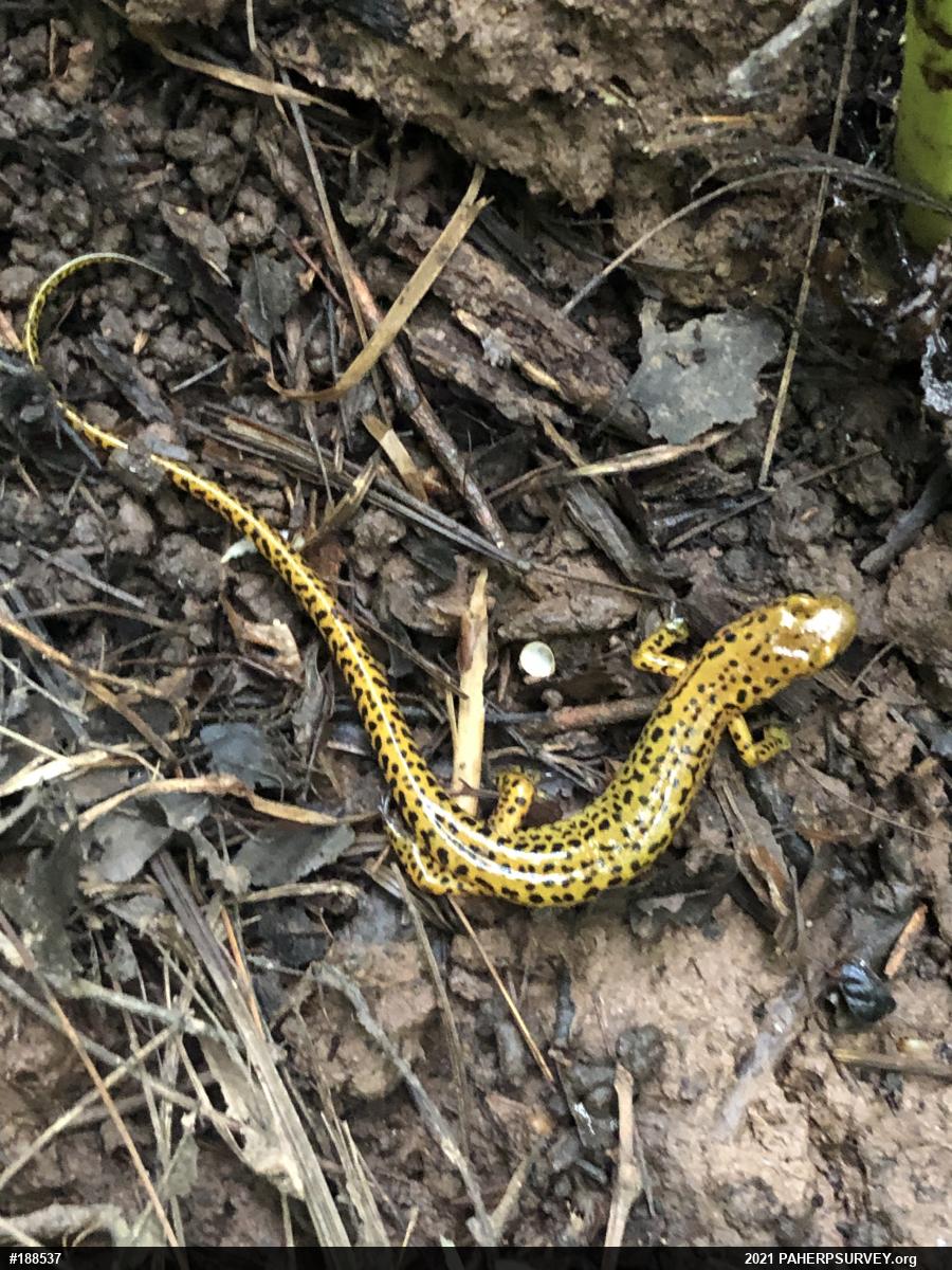 Eastern Long-tailed Salamander