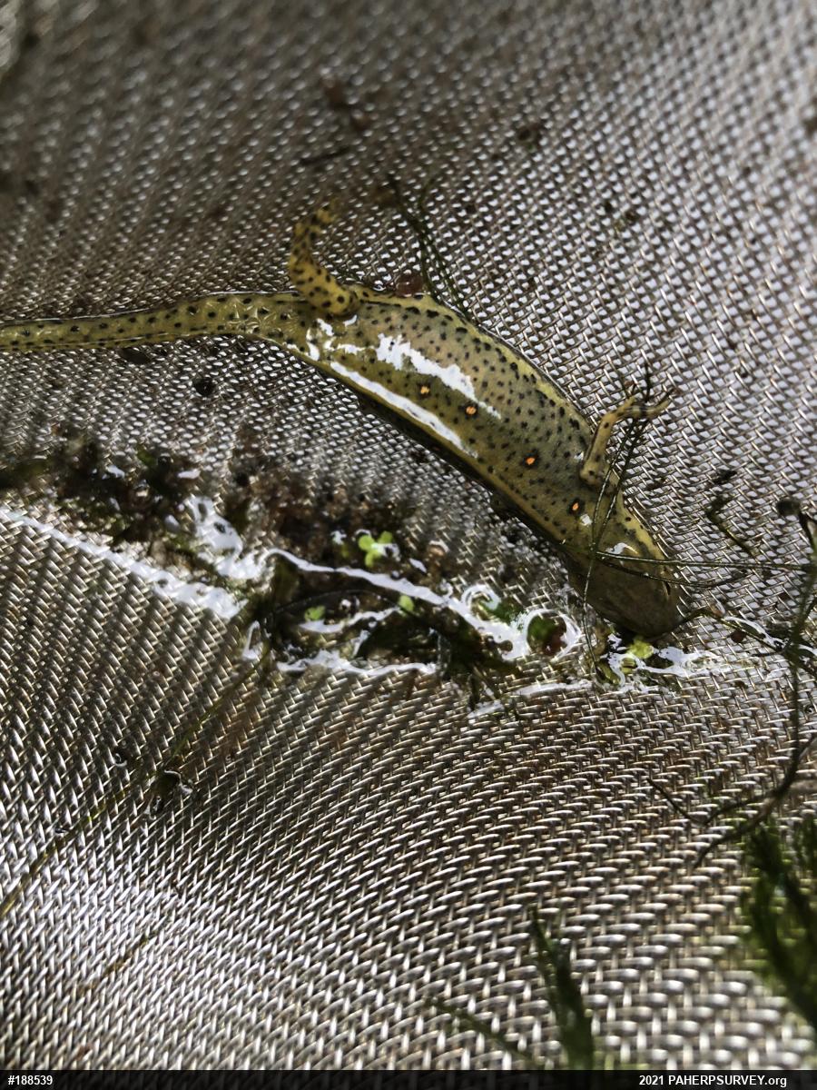Red-spotted Newt
