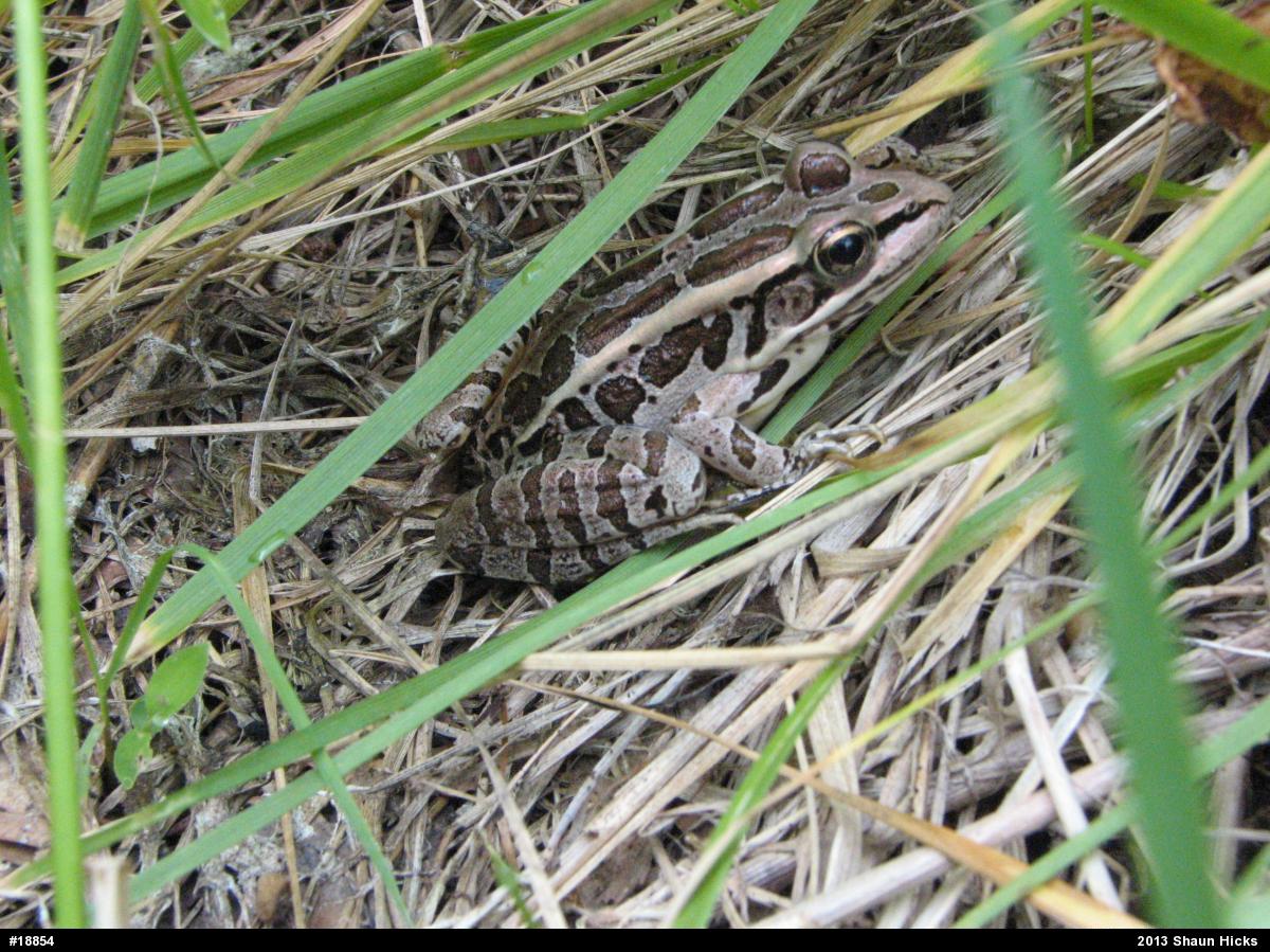 Pickerel Frog