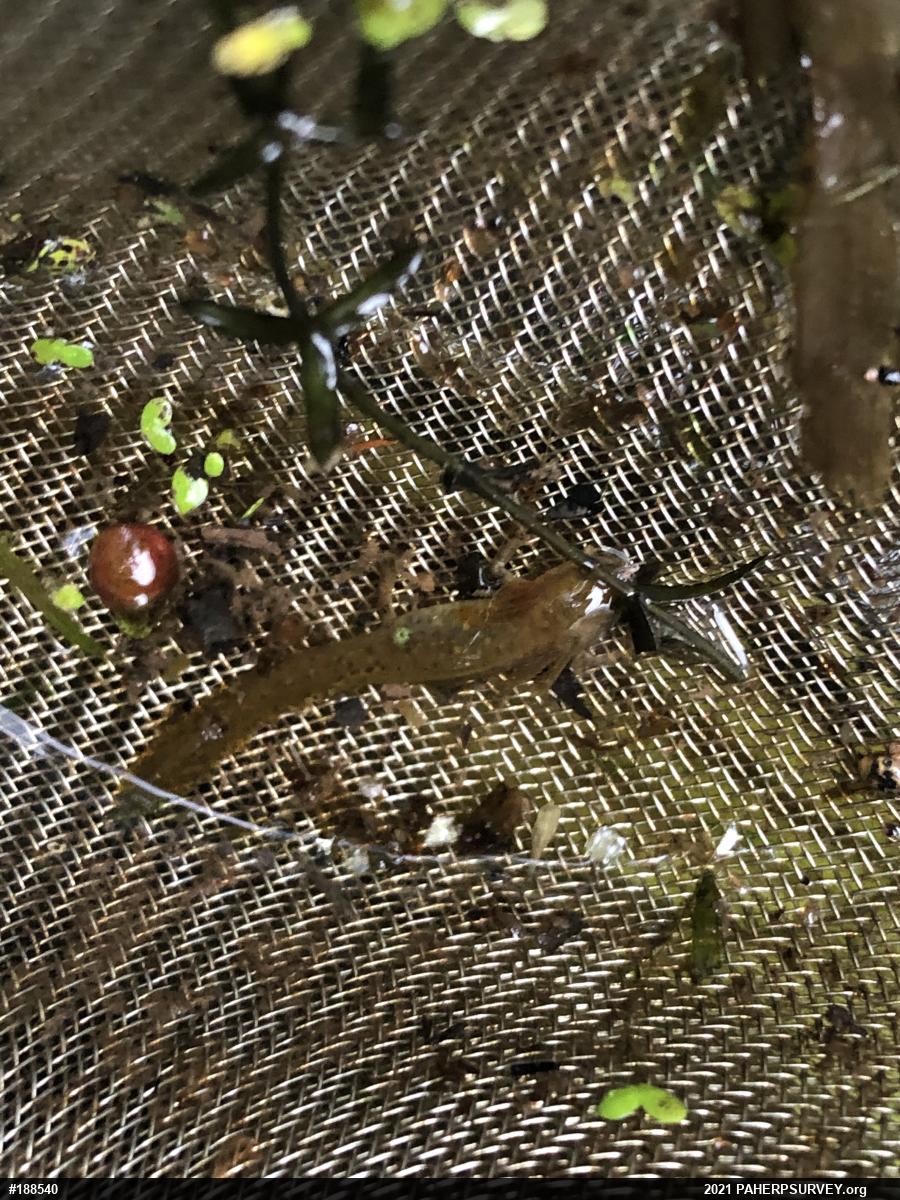 Red-spotted Newt