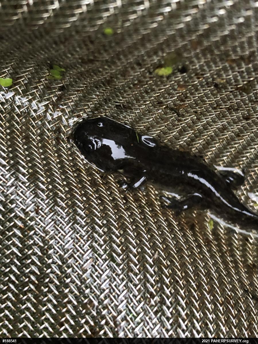 Spotted Salamander