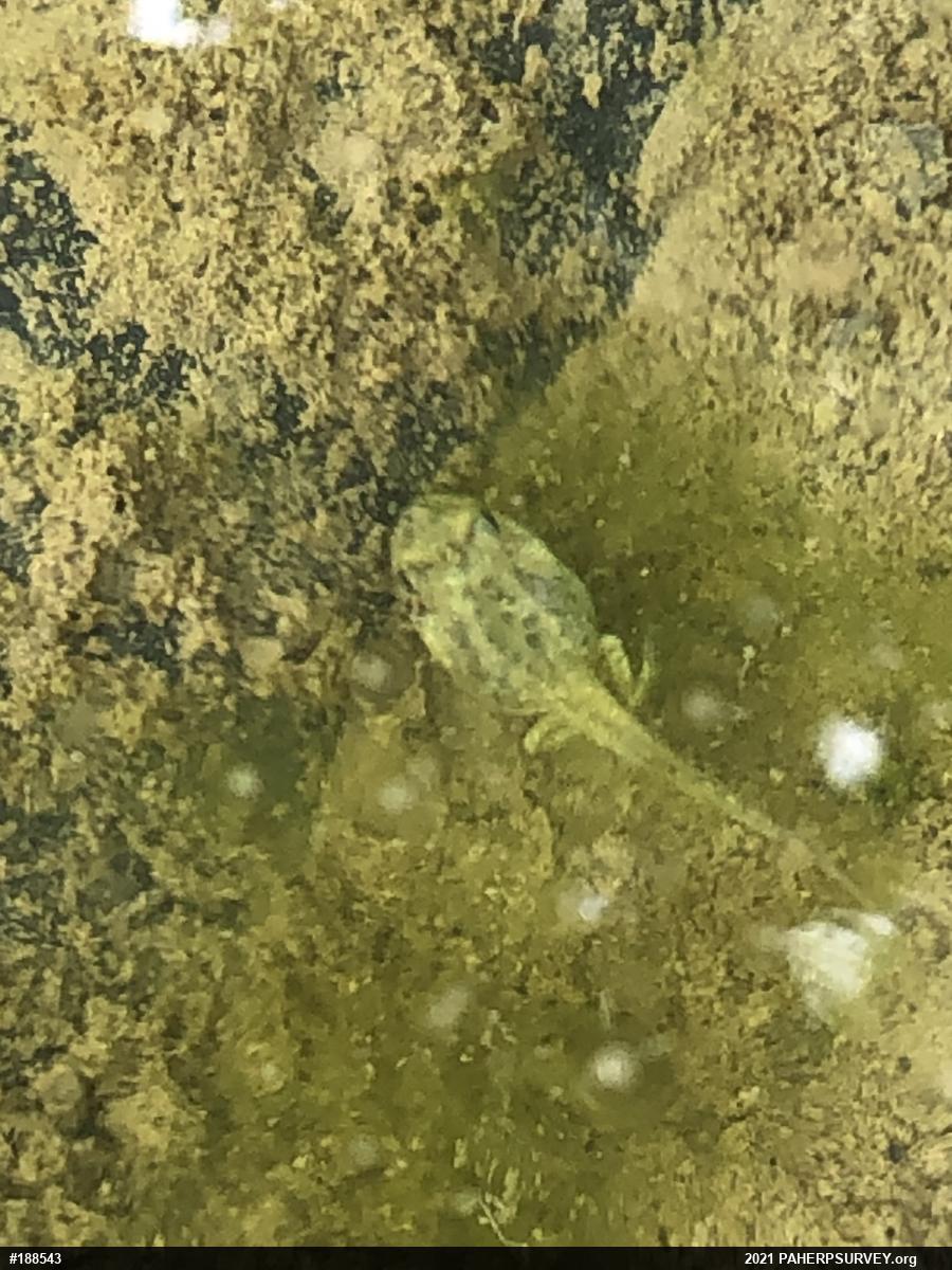 Spring Peeper