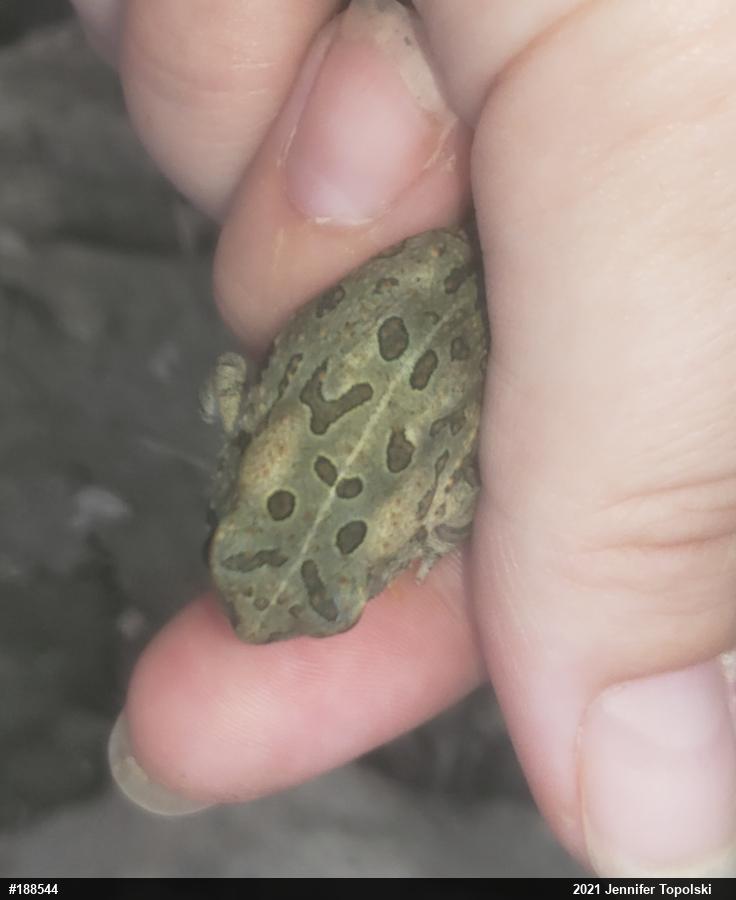 Fowler's Toad