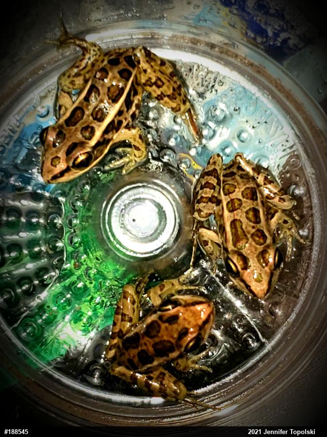 Pickerel Frog