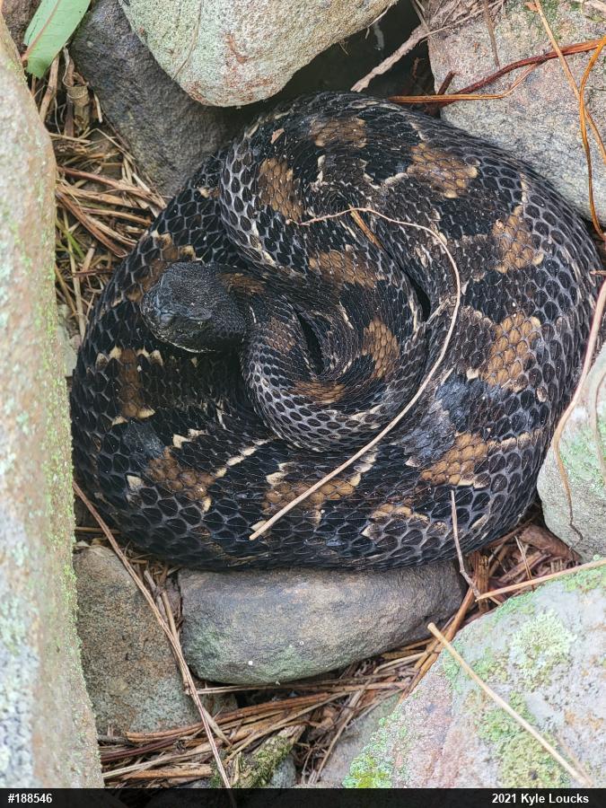 Timber Rattlesnake