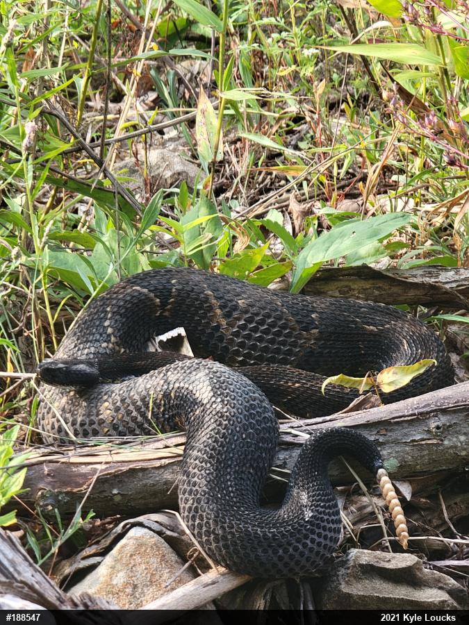 Timber Rattlesnake
