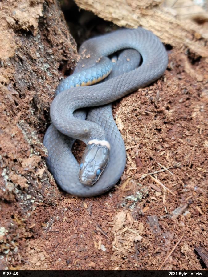 Northern Ring-necked Snake