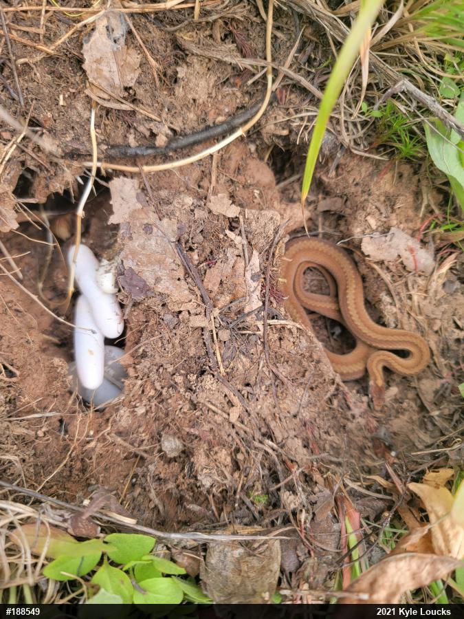 Northern Ring-necked Snake