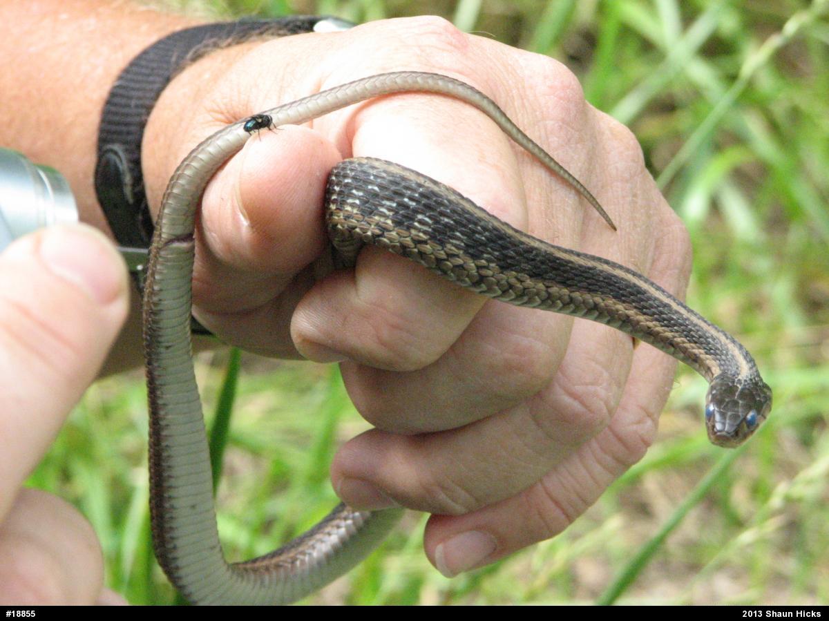 Eastern Gartersnake