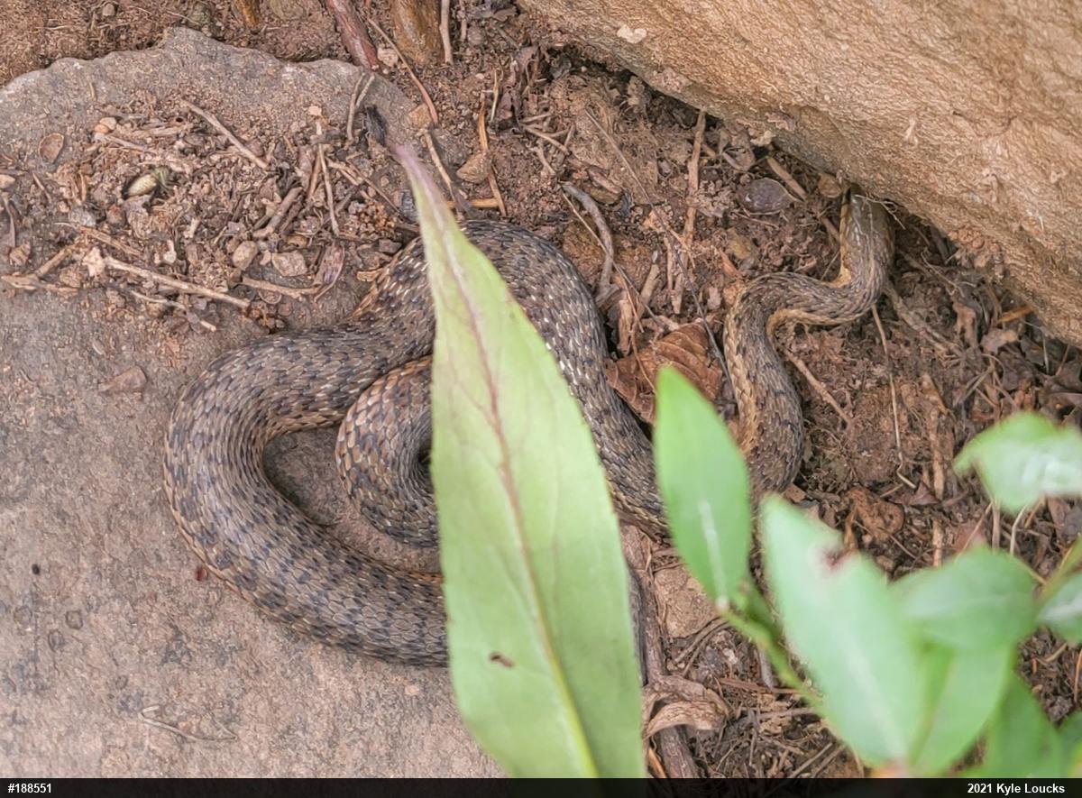 Eastern Gartersnake