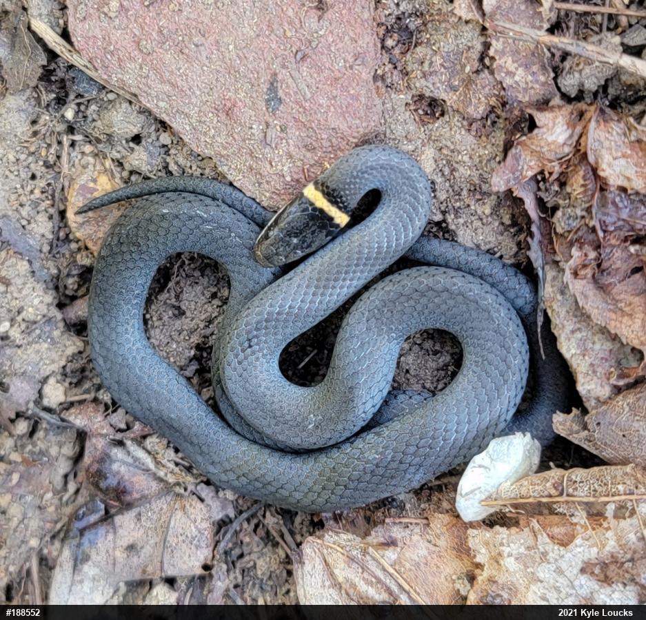 Northern Ring-necked Snake
