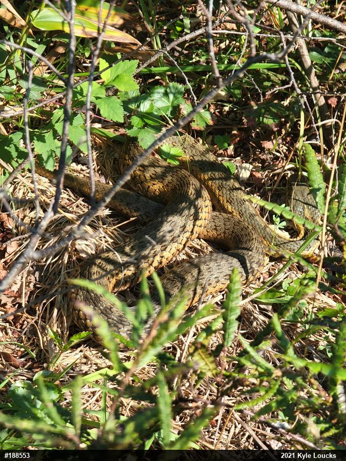 Eastern Gartersnake