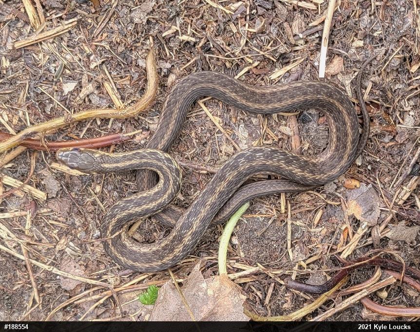 Eastern Gartersnake