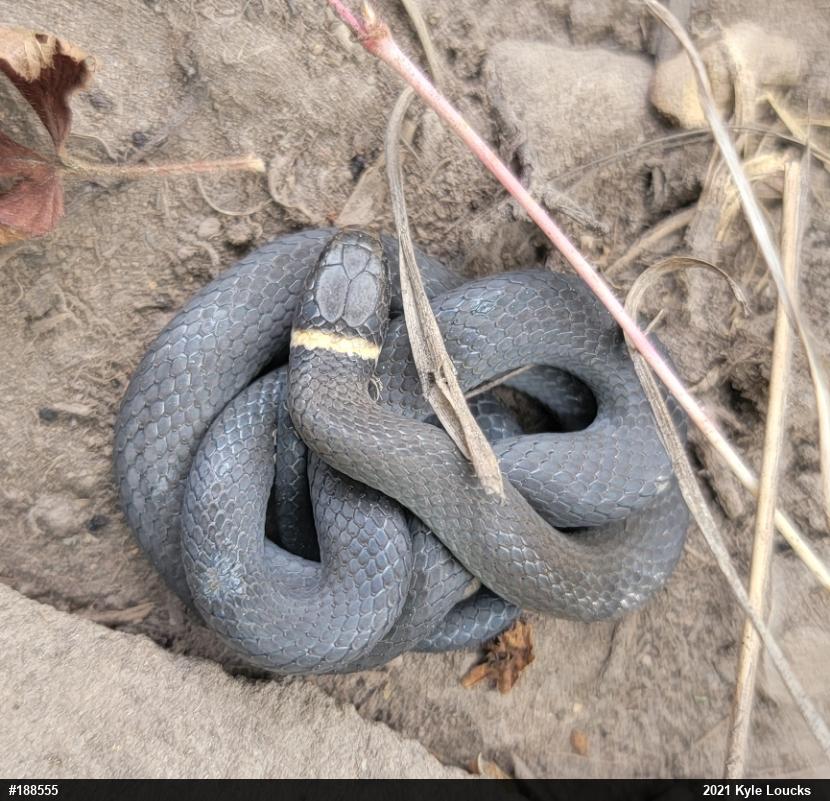 Northern Ring-necked Snake
