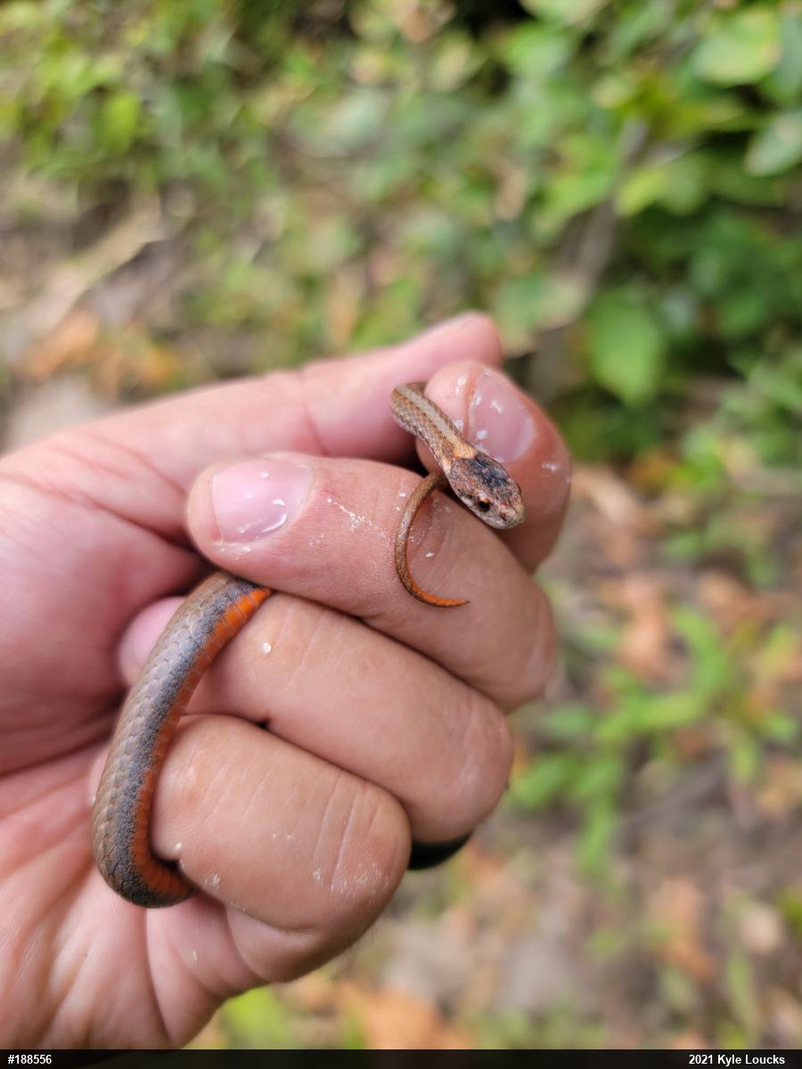Red-bellied Snake