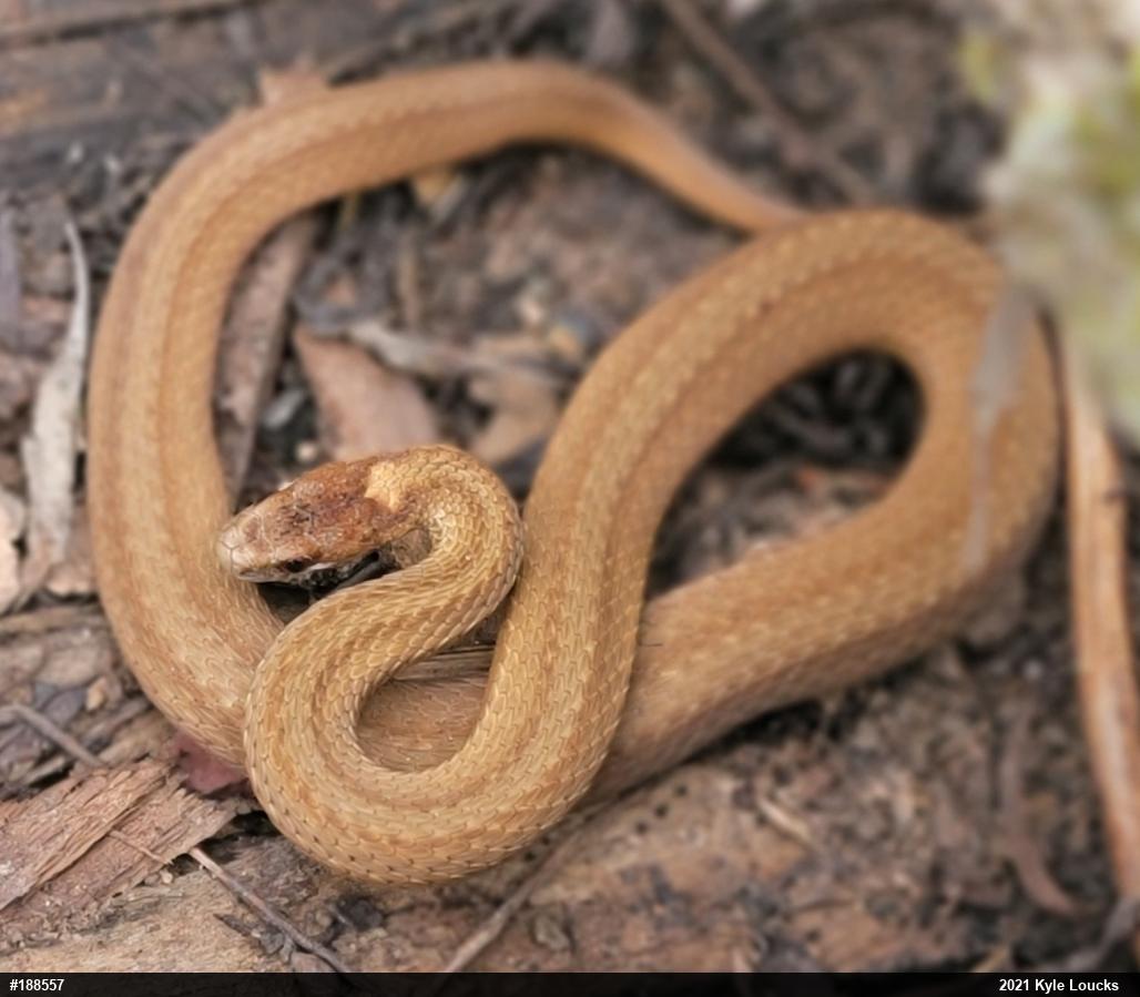 Red-bellied Snake