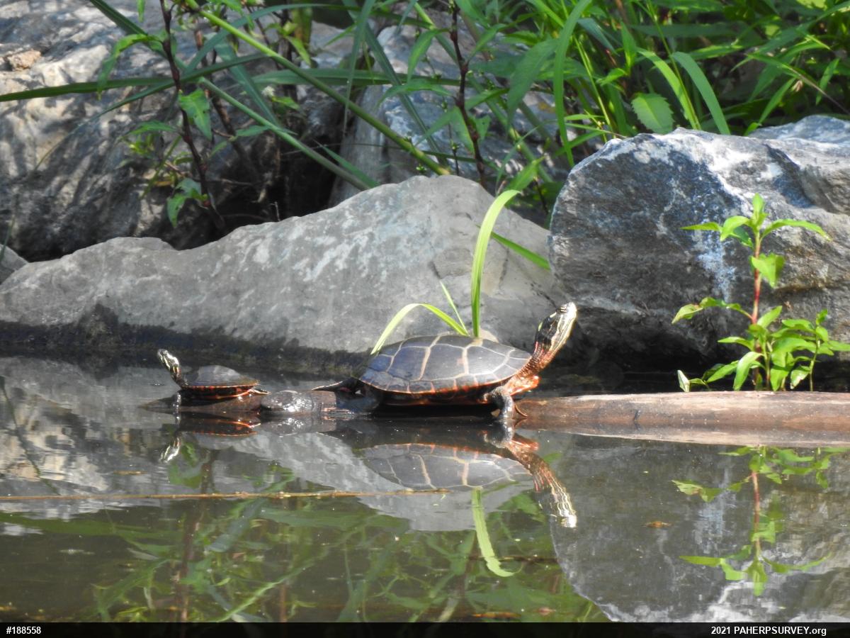 Eastern Painted Turtle