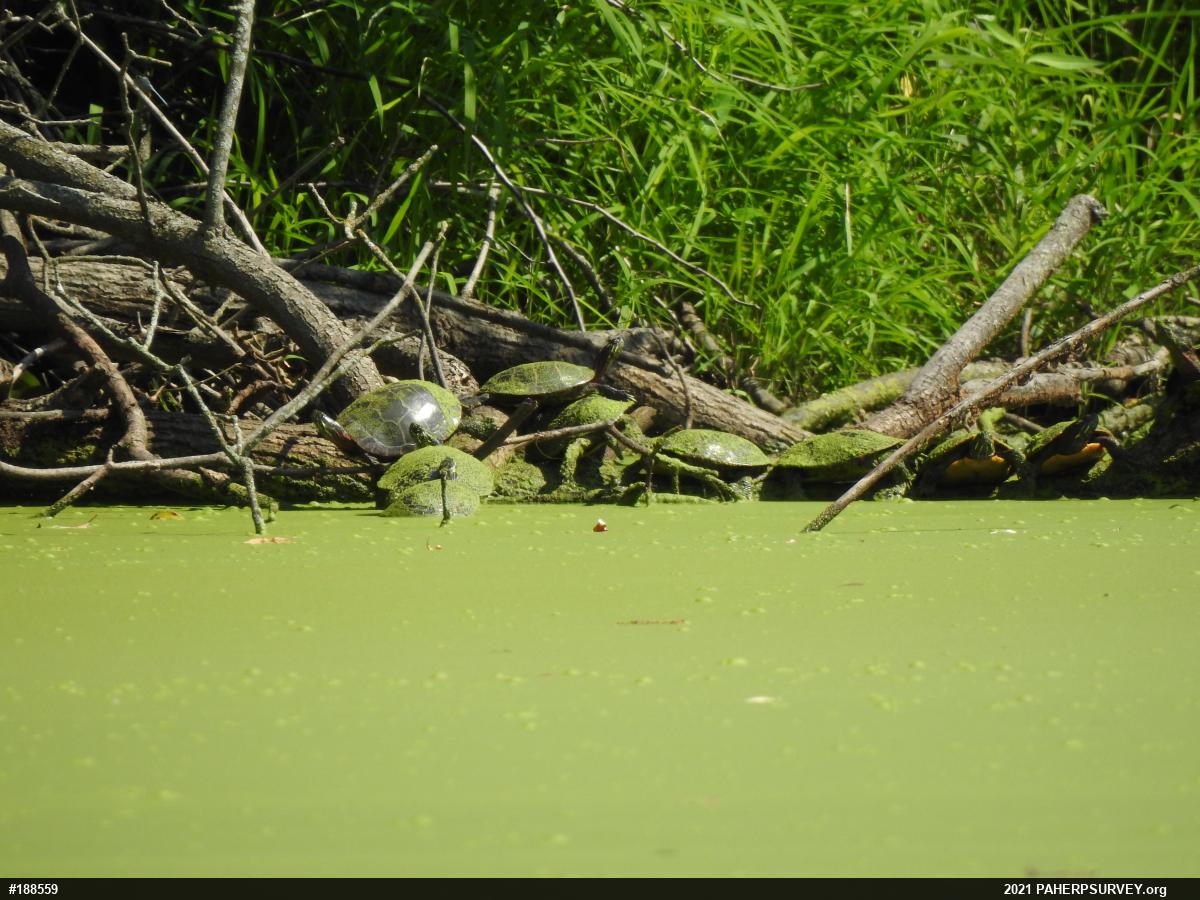 Painted Turtle