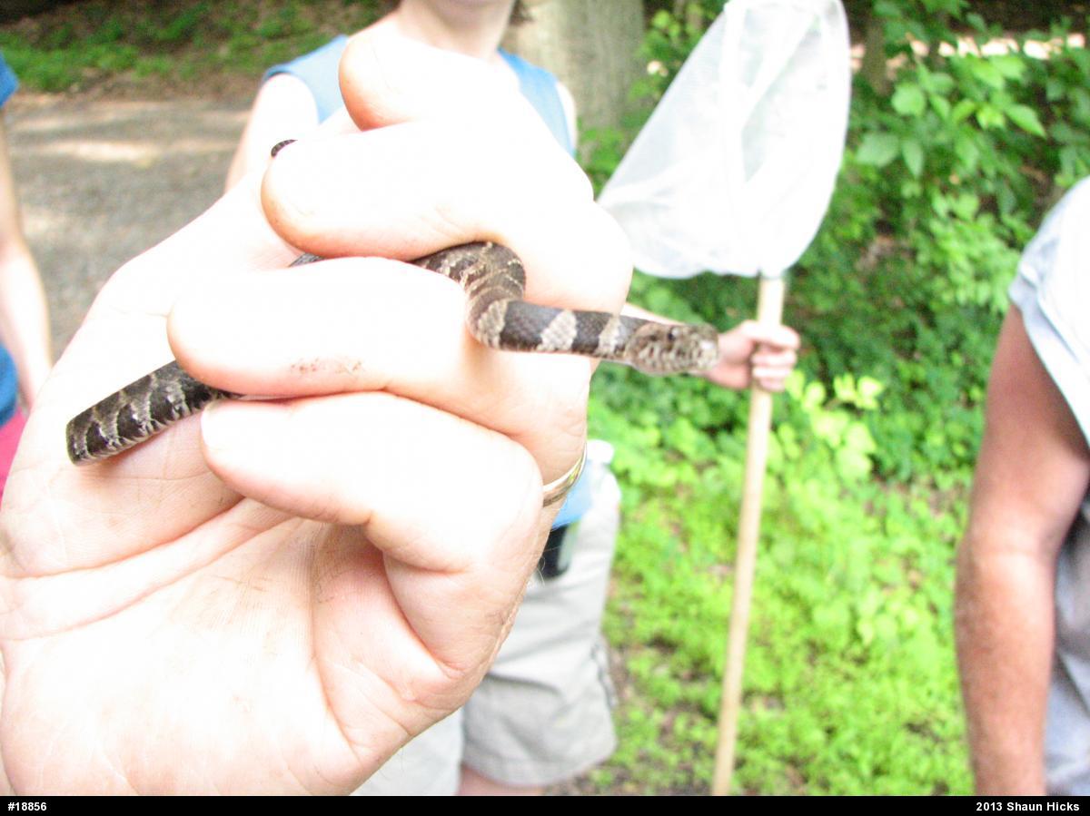 Northern Watersnake