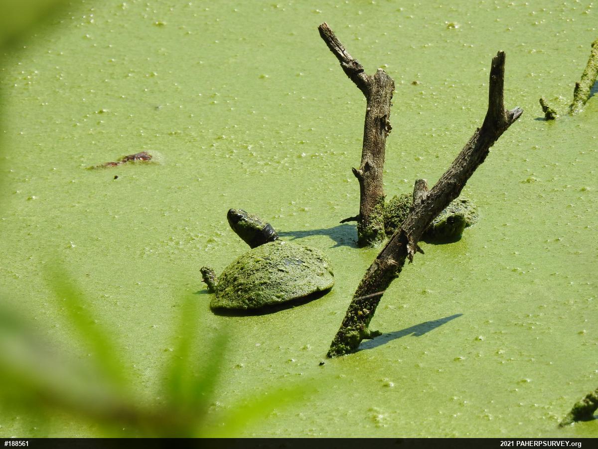 Painted Turtle