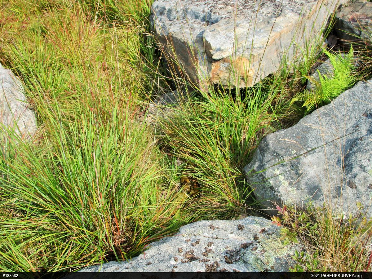Timber Rattlesnake