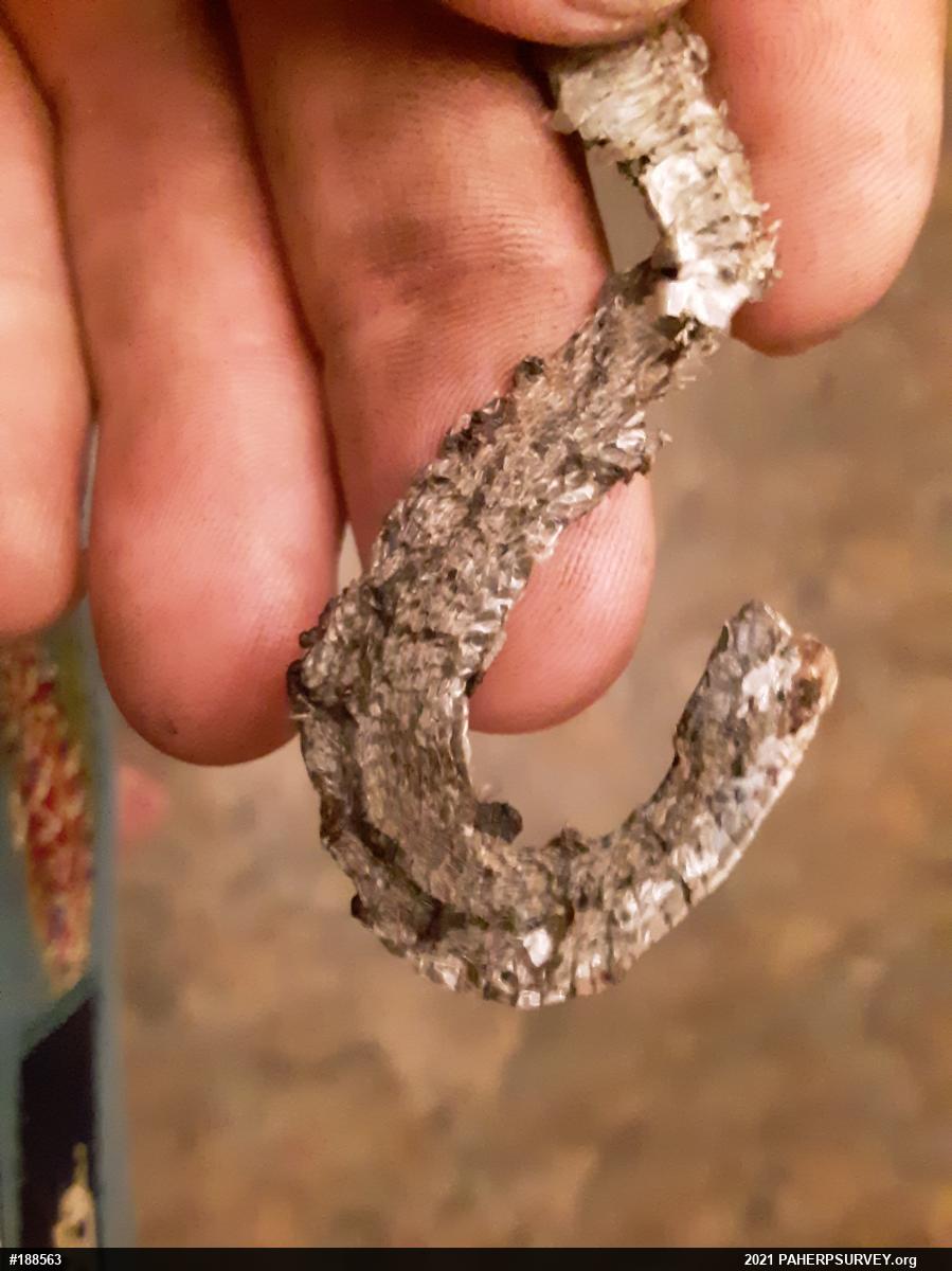 Dekay's Brownsnake