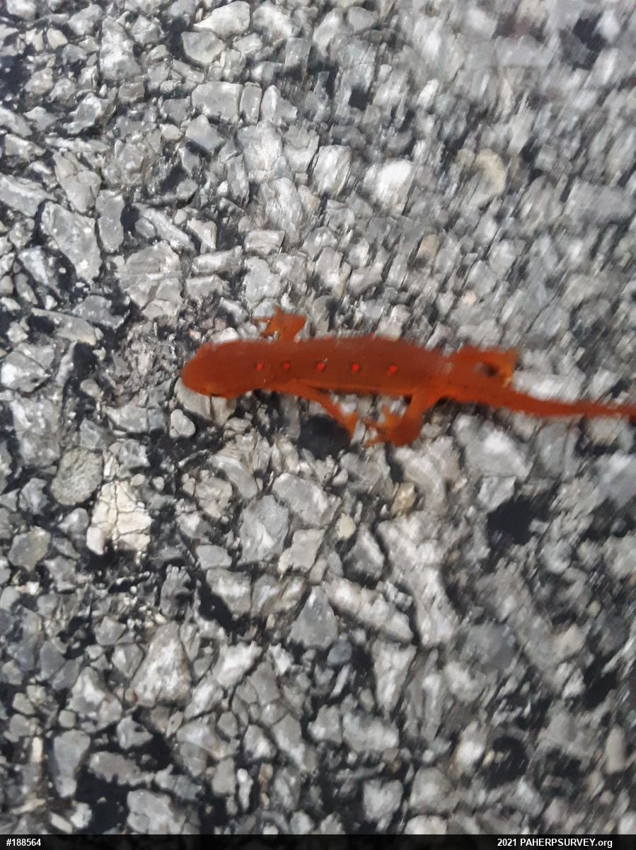 Red-spotted Newt