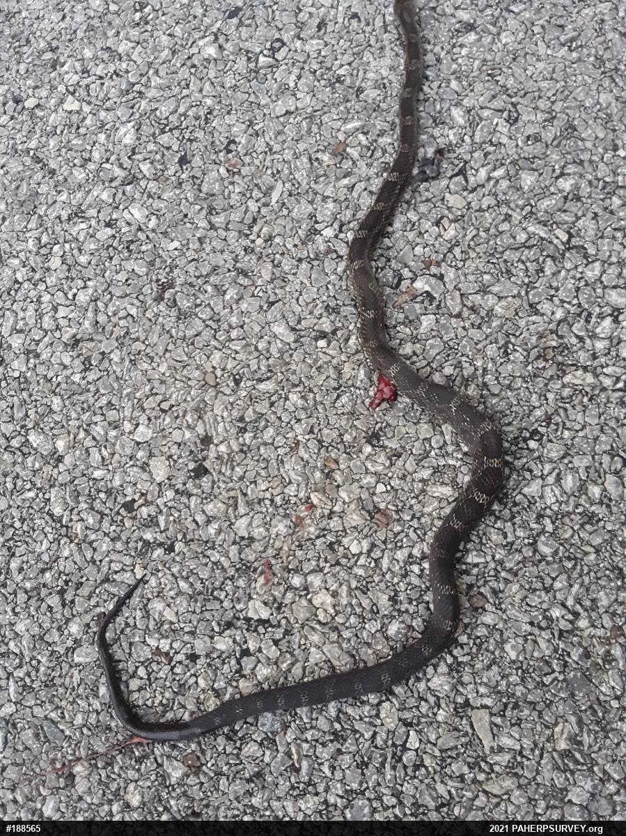 Eastern Ratsnake