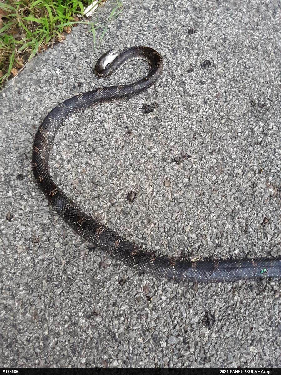 Eastern Ratsnake