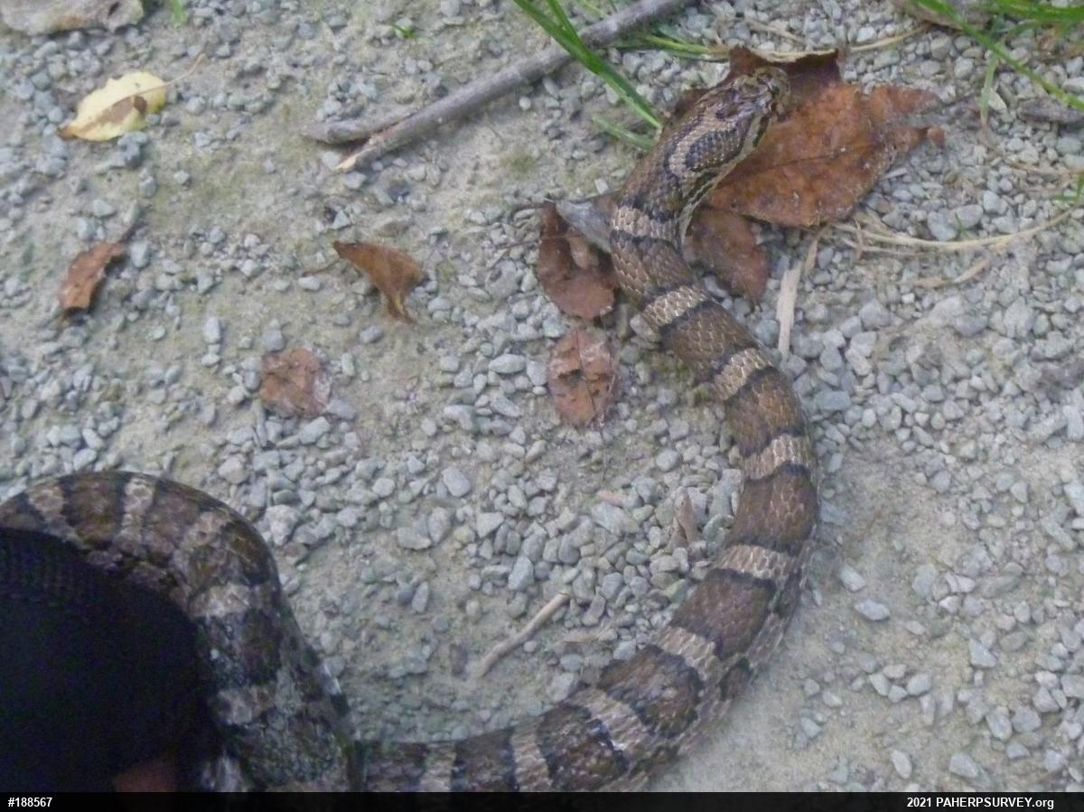 Eastern Milksnake