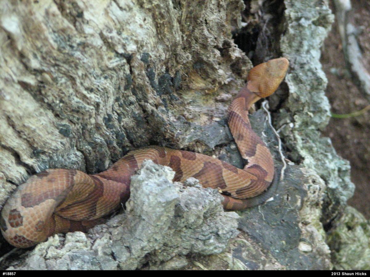Northern Copperhead