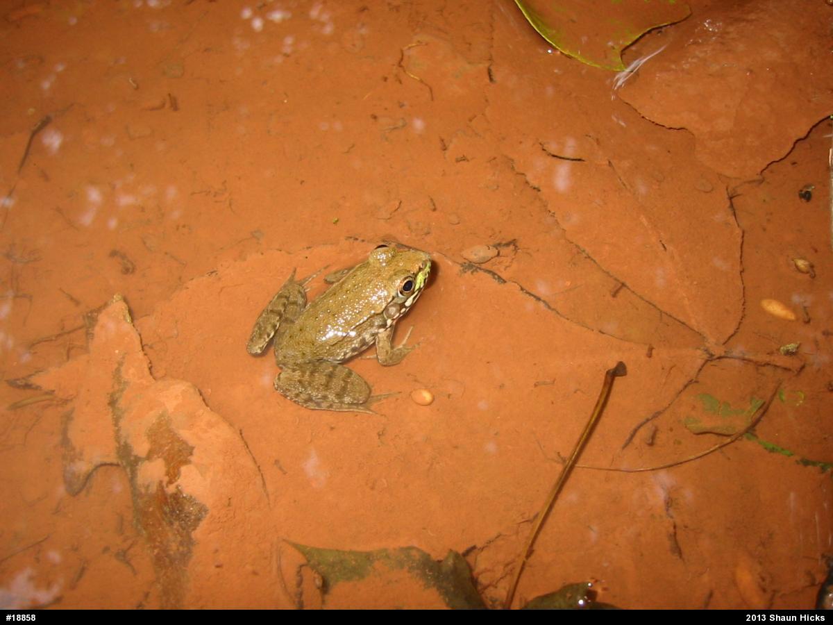 Green Frog