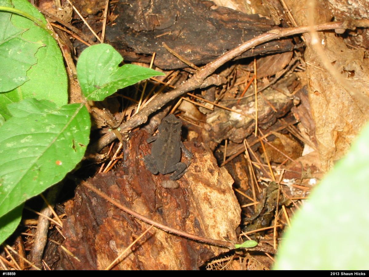 Eastern American Toad