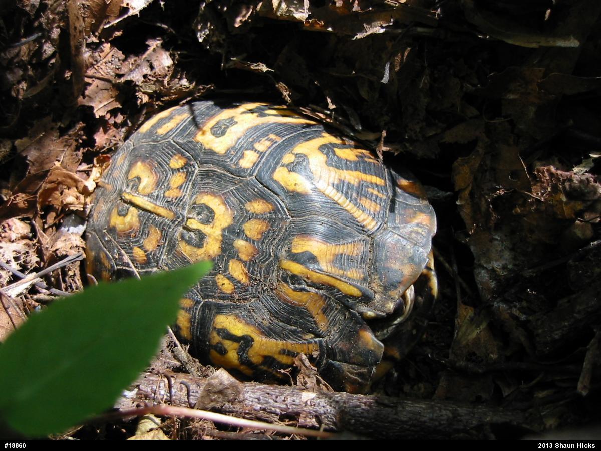 Eastern Box Turtle