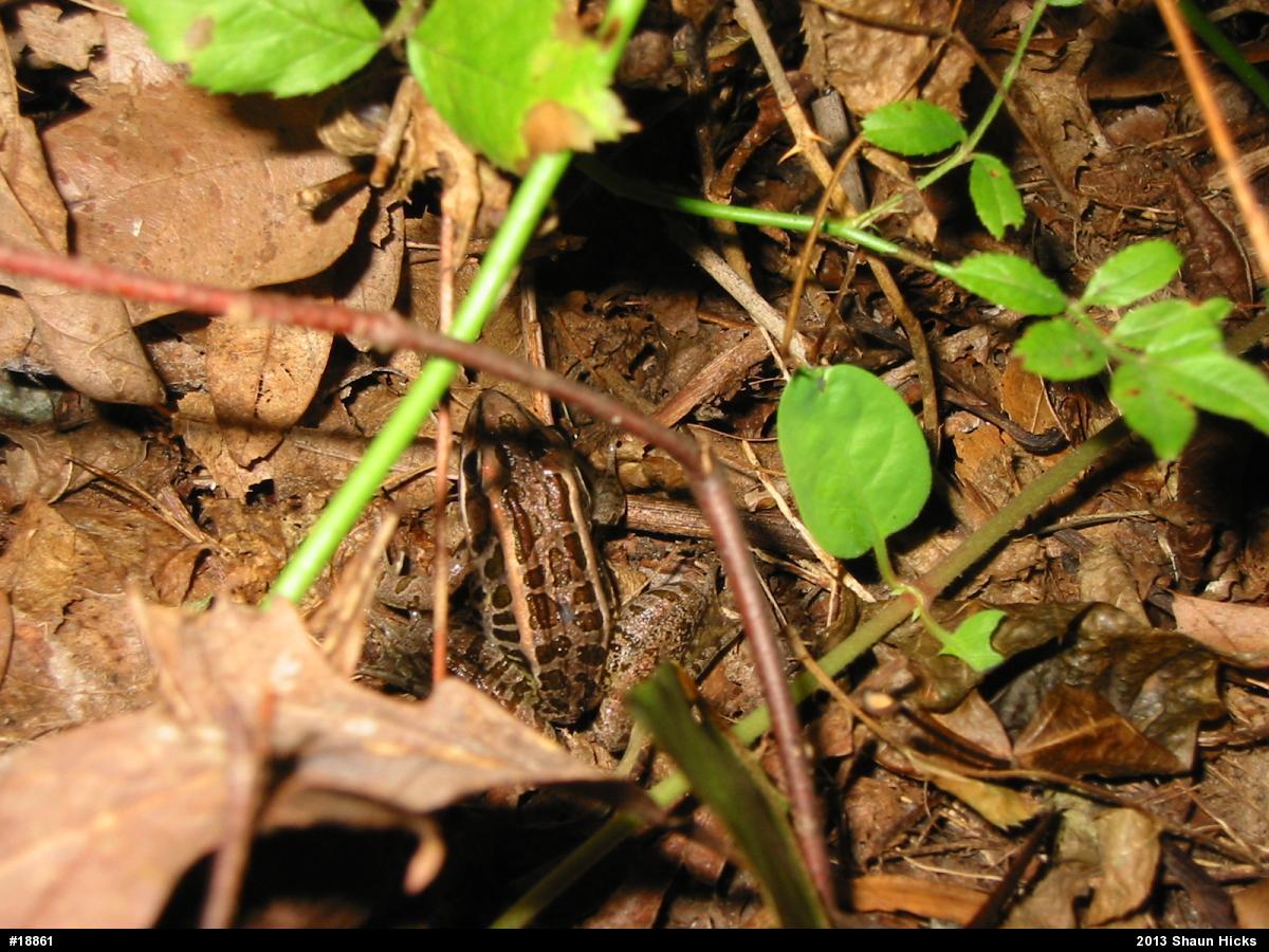 Pickerel Frog