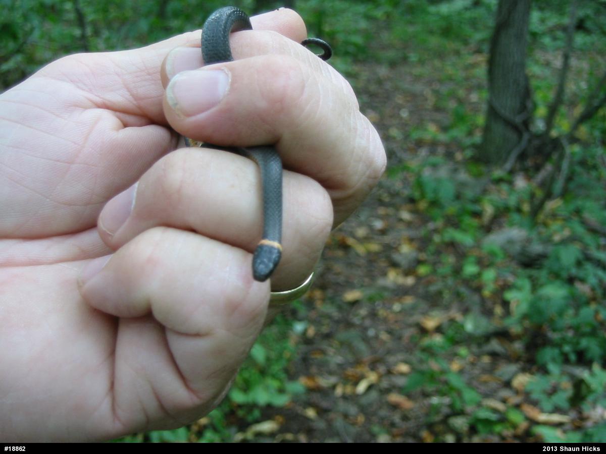 Northern Ring-necked Snake