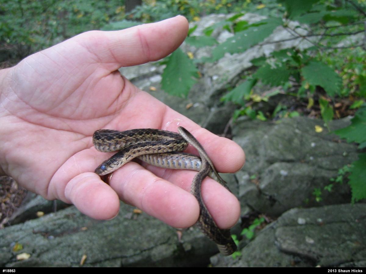 Eastern Gartersnake