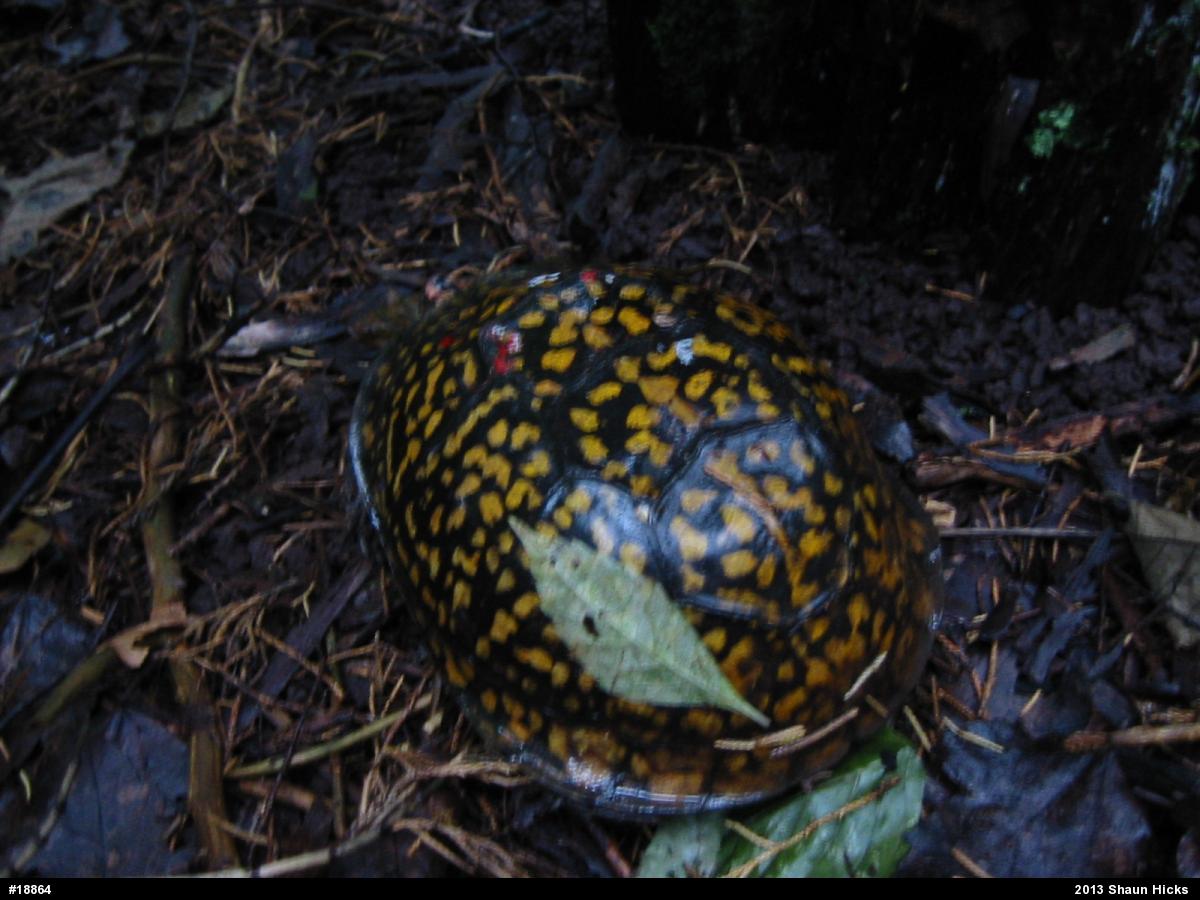 Eastern Box Turtle