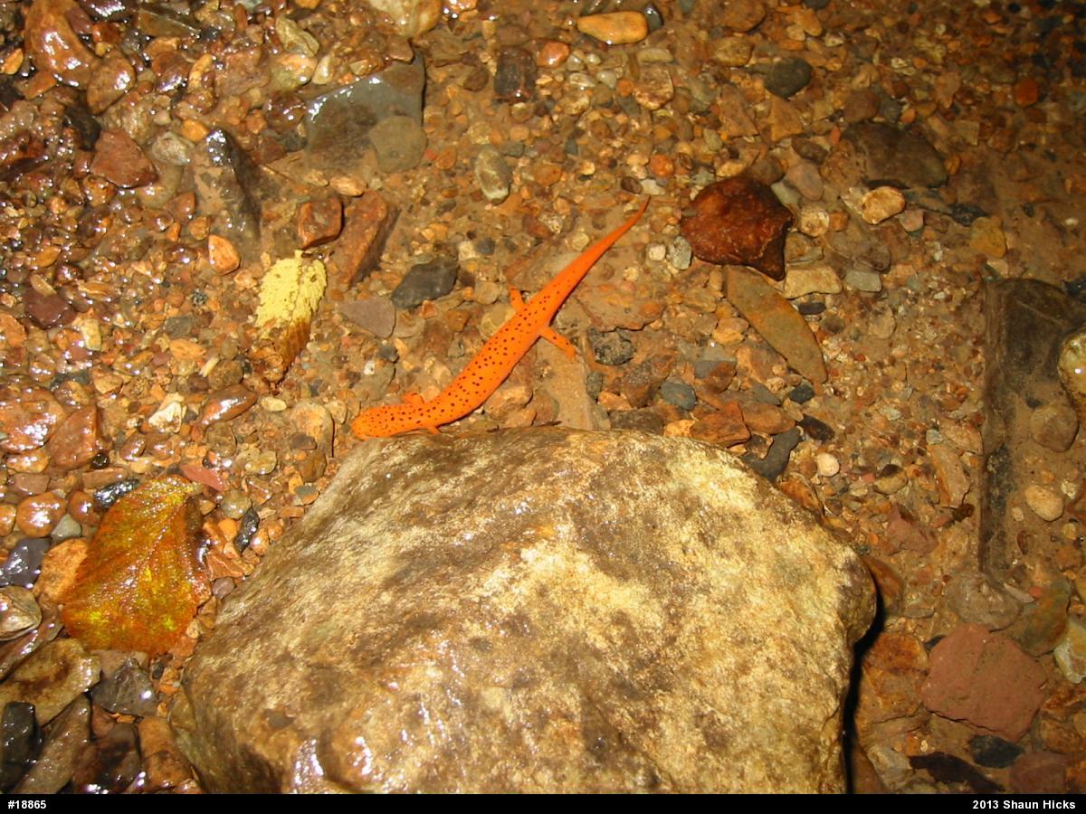 Northern Red Salamander