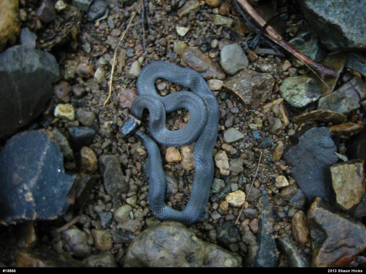 Northern Ring-necked Snake