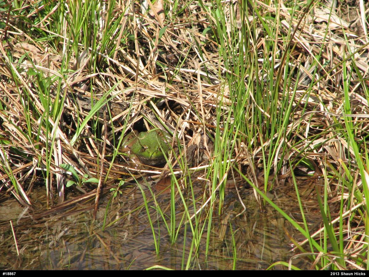 Green Frog