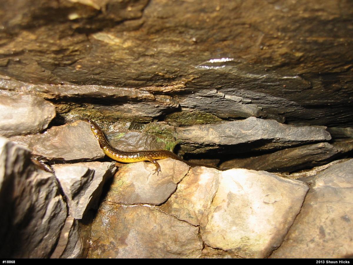 Northern Two-lined Salamander