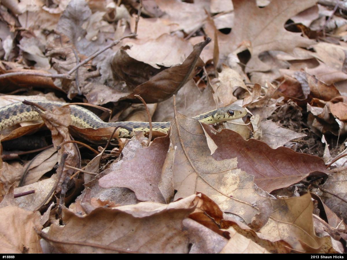 Eastern Gartersnake